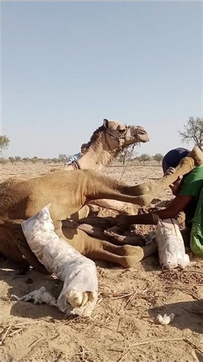 Heartwarming Camel Care in the Desert | Beautiful Rural Life Scene