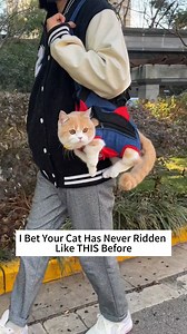 Cat Travel Made Easy: Hands-Free Front Pack Carrier #catcarrier #catbackpack #cattravel #travelwithcats #adventurecat #catadventures #catontheroad #petcarrier #catbag #cats #catlovers #kitty #kittycat | Glampawstorecats
