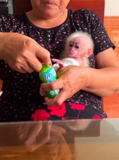 Baby Monkey's Love for Milk