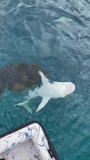 Grouper Eats Shark: Massive Predatory Feeding Behavior