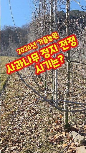 Apple Tree Pruning and Trimming: When to Prune at Gaeul Farm in Goesan, Chungbuk #shorts