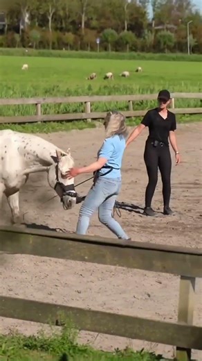 Pension- en trainingsstal - EquiFace - Celine van der Stroom