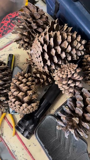 19 reactions · 8 comments | What do I do to these?!?! They are...