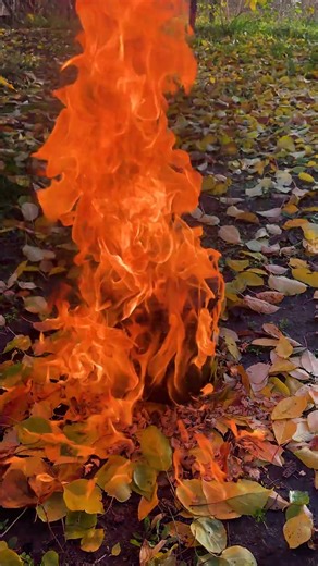 Easy Method to Remove Tree Stumps