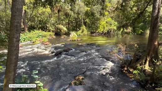 Take a break and listen to the flow 🌊 Hillsborough River State Park is the perfect backdrop for a peaceful fall day. Cooler temps, quiet trails and flowing water. What more could you ask for? *** 📍: Hillsborough River State Park 📸: IG Fl.n8tiv 💡: Plan your adventure at FloridaStateParks.org. Before you visit, check the KNOW BEFORE YOU GO section on the park’s webpage for real-time updates and helpful information. . . #FLStateParks #TheRealFlorida #LoveFL #HillsboroughRiver | Florida State Pa