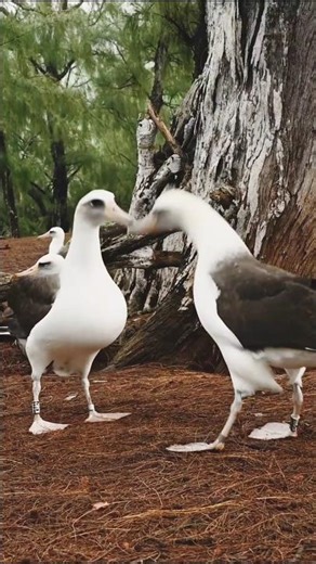 Albatross – Ocean Ka King! Duniya Ka Longest Flying Bird #shorts #facts