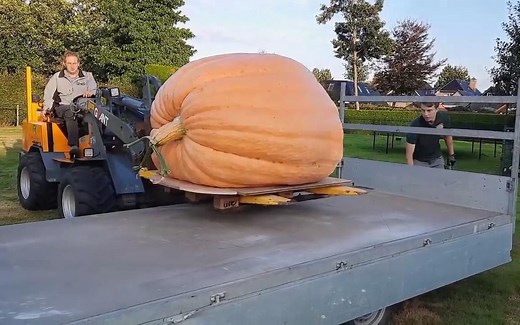 从种子发芽开始，记录一个1271斤大南瓜生长全过程