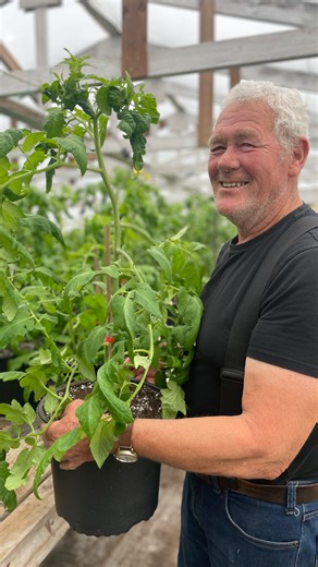 🍅TAKE AND ENJOY TOMATOES🍅 Grown by our own tomato expert, John, these early girl tomatoes are ready for their new plant parents. This variety is great for greenhouses, or really sheltered areas. These are a large juicy, flavorful tomato. Simply take these home, give a little tlc all season long, and enjoy! No repotting necessary! $22.70 per pot. #lestersfarmmarket #tomatogrowing | Lester's Farm Market