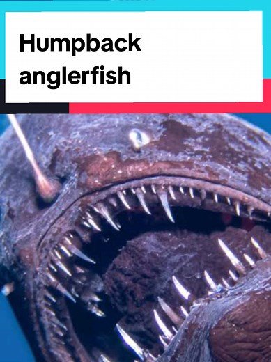 Humpback Anglerfish: Deep-Sea Predator Unveiled