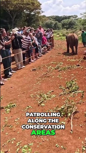 Anti-Poaching: Aerial Surveillance Protecting Wildlife #shorts