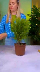 Cómo cultivar setas en casa | Ideas en 5 minutos