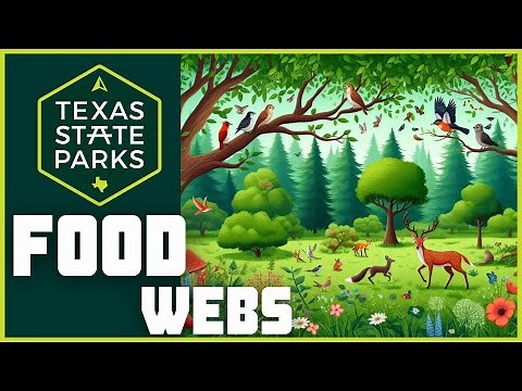 Food Webs A Fun Crash Course for Kids by Texas Parks and Wildlife