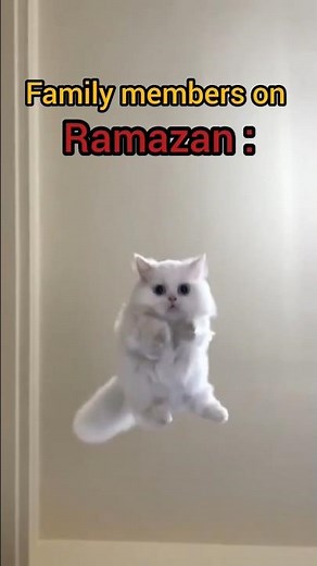 my family members on Ramadan 🥲😂.... #cute #cat #like #subscribe #trending #shorts #islamicmeow