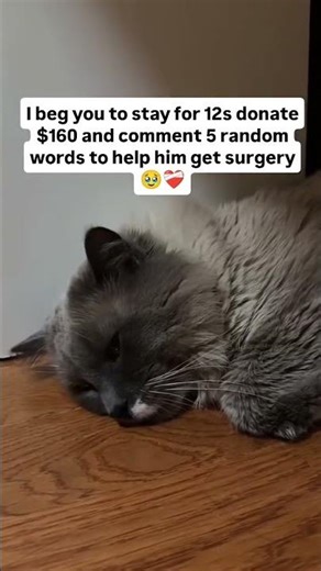 He needs urgent treatment which includes surgery,vetvisits,medication, & is beyond what I can afford