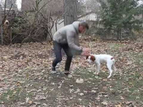 Brittany Spaniel Tricks and Training