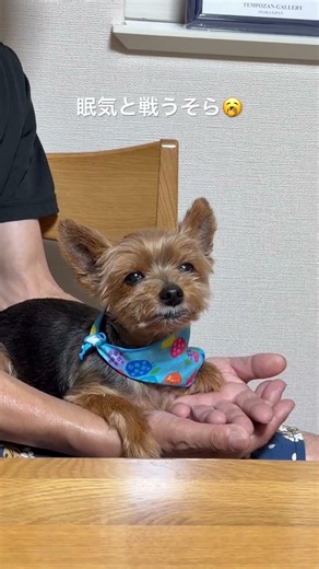 眠気と戦うそら🥱#ヨークシャー#ヨークシャテリア #ヨーキー #癒し #dog #犬のいる暮らし