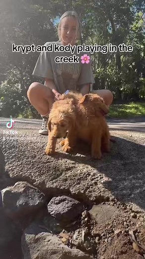 Our big Groodle babies, Kody & Krypt, having a play in the creek!! These guys absolutely love the water so much and will have a splish splash any chance they get ☀️ We only have three of these babies left so if you think a fun, loving, gorgeous groodle will be a great fury friend to add to the family then visit us this weekend from 9am - 2pm or book via appointment on weekdays! More details on our web! 🐾 Have a happy Friday!! ...#diamondvalleykennels #dvk #puppylove #puppylover #cutenessoverloa