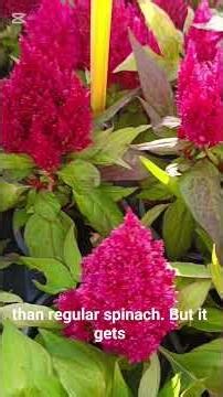 The Secret Science of Celosia Argentea Revealed! 🧬