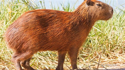 Capybara Facts & Habitat | What is a Capybara? - Video | Study.com