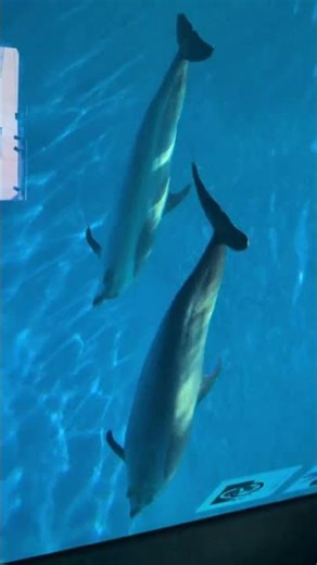 四国水族館（イルカ）