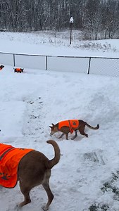 Backyard update: the dogs marched through the narrow snow pathway in their bright orange vests today—looking exactly like little airplanes lined up on a private runway behind my house. ✈️🐕❄️ Welcome to Snow Drift International Airport! 😜 #snowdog #snow #winter #dogs #fyp | Stray Dog Support Inc.