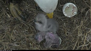 WATCH: DC Eagle Cam Shows Second Eaglet Has Hatched