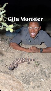 One of the coolest lizards in the world! 🩷🖤🩷🖤🩷🖤🩷🖤🩷🖤🩷🖤🩷🖤🩷🖤🩷🖤 #wildlife #nature #reels #animals #lizard | Christian Cave