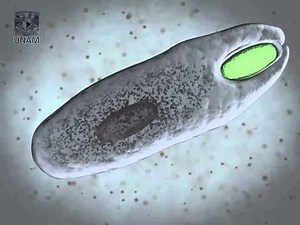 Fagocitosis