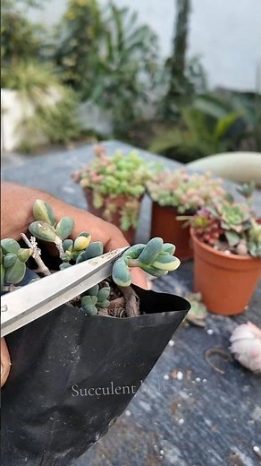 Variegated Ice Plant Propagation from Cuttings | Fast & Easy Succulent Growing Method