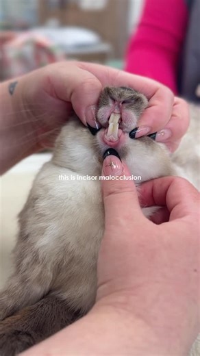 Fauna Veterinary Collective on Instagram: "BTS of a rabbit incisor removal 🐰🦷✨"