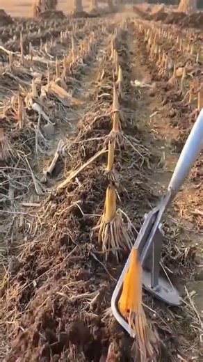 Crop residual root cleaning tool #automobile #automotivetools #tools