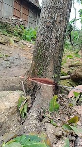 mahogany tree #treework #woodworking #chainsaw | Nonthit Maulana