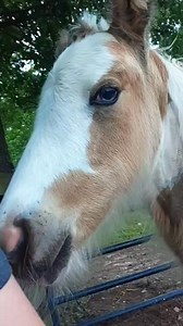 4.5K views · 507 reactions | Our newest blue eyed buckskin colt, Seven. He’s a complete love. 殺冀 #horse #horses #colt #blueeyes #gypsy #gypsycob #gypsyvanner #foals #farmlife #enjoylife #footloosefarm | Footloose Farm | Facebook