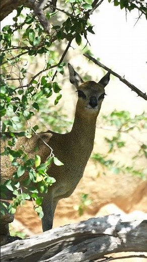 Klipspringer in Kruger National Park, South Africa.