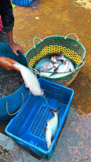 A Day at the Fish Market in the US 🇺🇸 #FreshCatch #SeafoodMarket