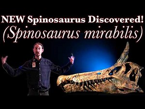 New Spinosaurus discovered! (Spinosaurus mirabilis)