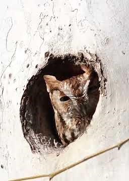 Eastern Screech Owl, audio