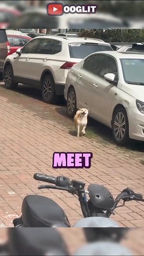 The Shiba Inu with the anti-gravity paws! #reelsviralシ #viralvideoreelsfb #reelstrending #reelsshortsvideo #facebookreels #foryoupageシ #doglife #doglover #dogoffacebook | Stories of Light
