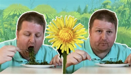 Are dandelions safe to eat? - The Weather Network