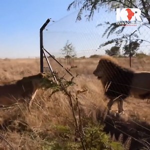 230K views · 9.6K reactions | Forming a new lion pride is no easy feat. You must know the personalities of the lions involved and you must get them used to each other gradually. This #WildlifeWednesday, we're showing you how it all went down! Kevin Richardson #pride #lions #lionpride #megandicarus #oxytocin | Kevin Richardson | Facebook