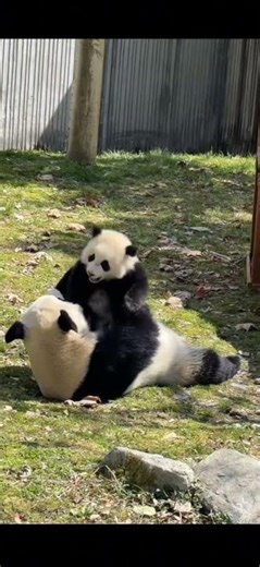mama panda cuddle its baby #panda #cute #animals #cutepanda #animals #zoo