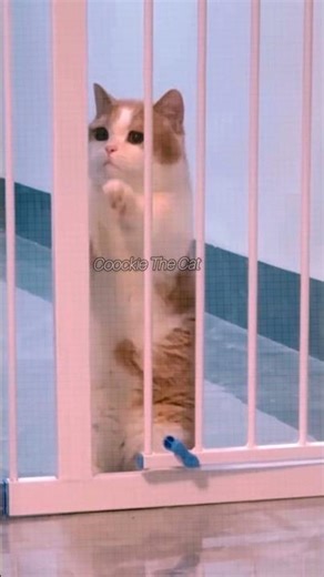 Mission: Get outside #catshorts #cat #kitten #pets #coockiethecat