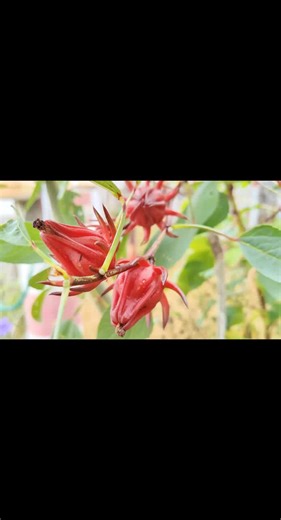 ‌洛神花泡水喝的主要功效包括抗氧化、辅助降血脂、促进消化、护肝以及美容养颜‌。