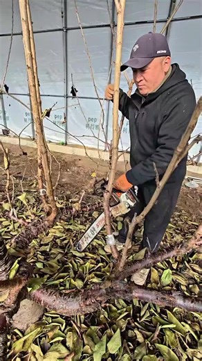 Professional Tree Pruning Techniques for Healthy Growth