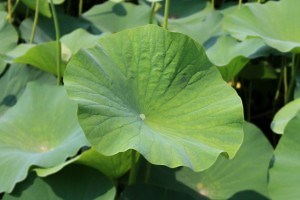 Superhydrophobic Behavior - the Lotus Effect - What Is It?