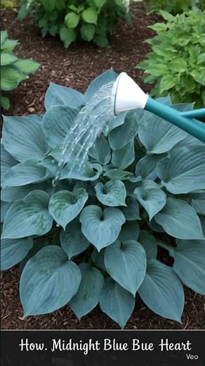 How to plant midnight blue heart Hosta