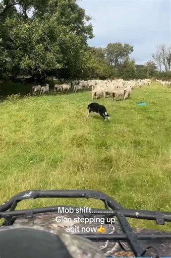 Border Collie Herding Sheep: A Farm Life Adventure