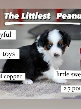 Mini Australian Shepherd Puppy