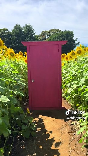 千葉習志野のひまわり回廊2025