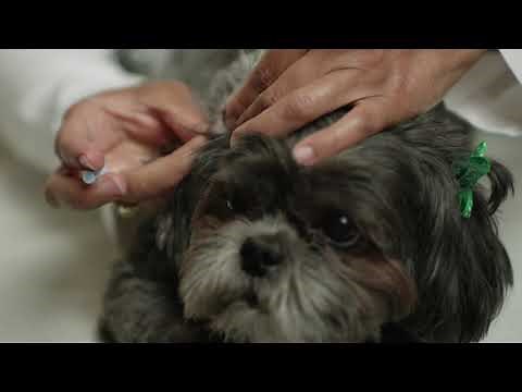 How Do I Monitor My Dog's Blood Sugar?